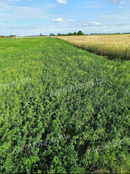 22,17 ha szántó, gyep eladó – 16,15 ha Natura 2000 öko szántó + 6,02 ha Natura 2000 öko gyep, patak mellett, vízvisszatartási lehetőség