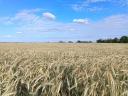 22,17 ha szántó, gyep eladó – 16,15 ha Natura 2000 öko szántó + 6,02 ha Natura 2000 öko gyep, patak mellett, vízvisszatartási lehetőség