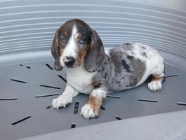 Piebald tacsi fajtajellegű kutyus gazdira vár