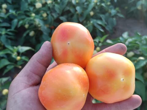 Alma paprika eladó Alma paprika eladó
