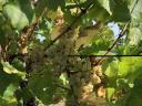 Chardonnay szőlő eladó