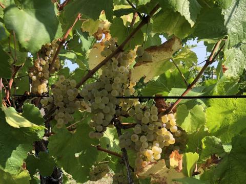 Chardonnay szőlő eladó Chardonnay szőlő eladó