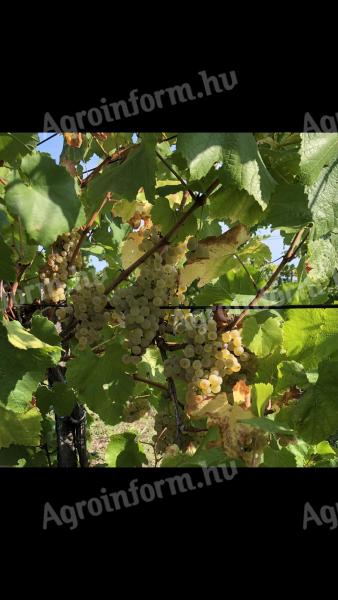Chardonnay szőlő eladó