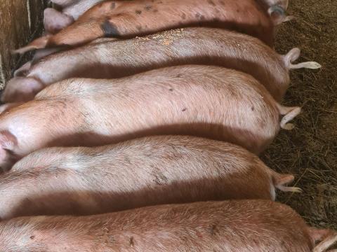 Eladó 10 db 30-32 kg süldő