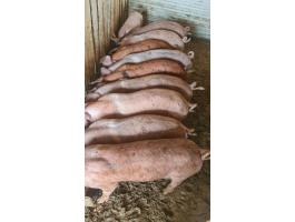 Eladó 10 db 30-32 kg süldő