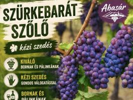 Szürkebarát szőlő eladó, bogyózás az árban, kis és nagy tételben, kézi szedéssel