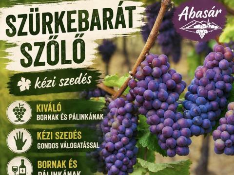 Szürkebarát szőlő eladó, bogyózás az árban, kis és nagy tételben, kézi szedéssel Szürkebarát szőlő eladó, bogyózás az árban, kis és nagy tételben, kézi szedéssel