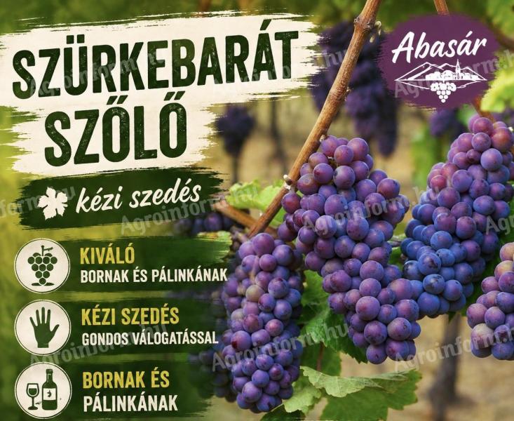 Szürkebarát szőlő eladó, bogyózás az árban, kis és nagy tételben, kézi szedéssel