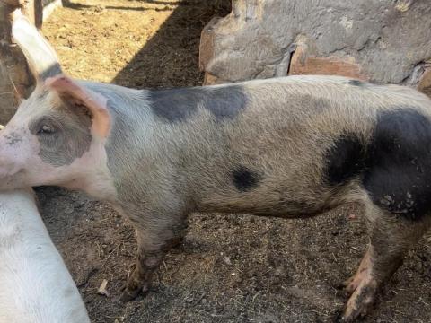 Eladó 7 hónapos koca Eladó 7 hónapos koca