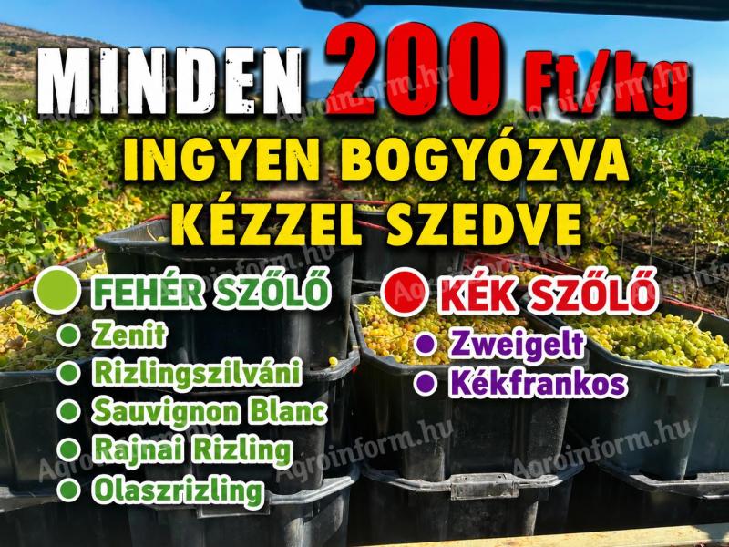 Minden szőlő akciós – kézzel szedve, ingyen bogyózva bornak, pálinkának