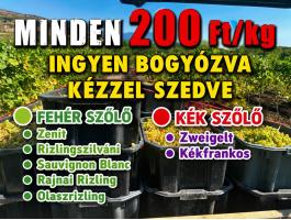 Minden szőlő akciós – kézzel szedve, ingyen bogyózva bornak, pálinkának
