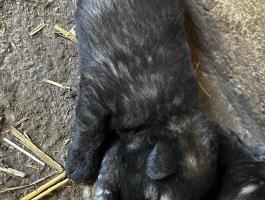 Sarplaninac jugoszláv farkasölő kiskutyák