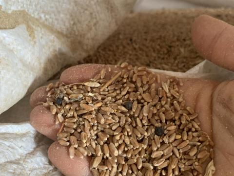 Búza-bükköny keverék eladó bio minősítéssel Búza-bükköny keverék eladó bio minősítéssel