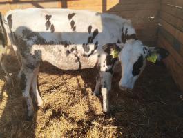 Holstein üszők