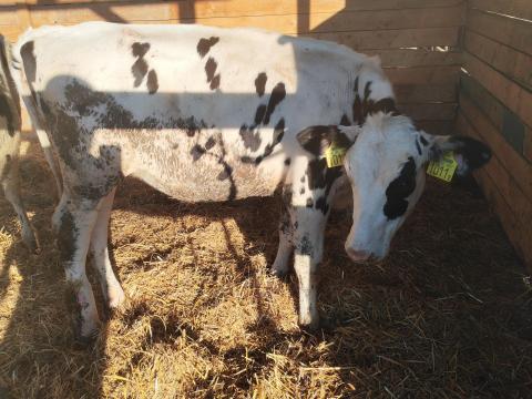 Holstein üszők