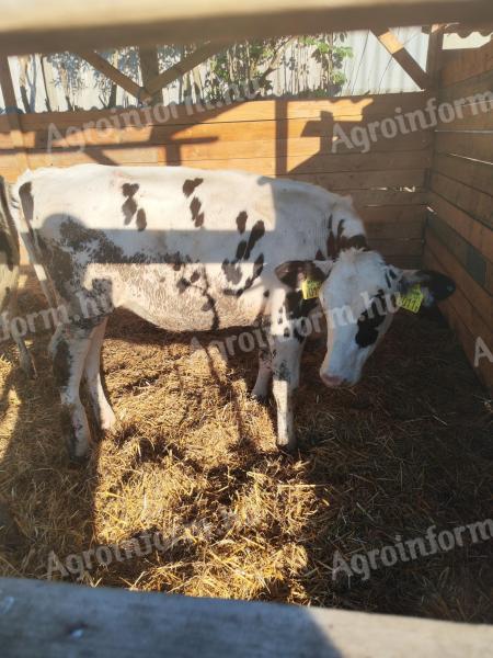 Holstein üszők