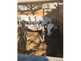 Holstein üszők