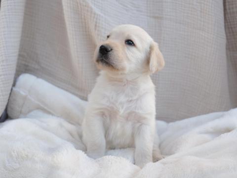 Labradoodle kiskutyák szerető gazdit keresnek