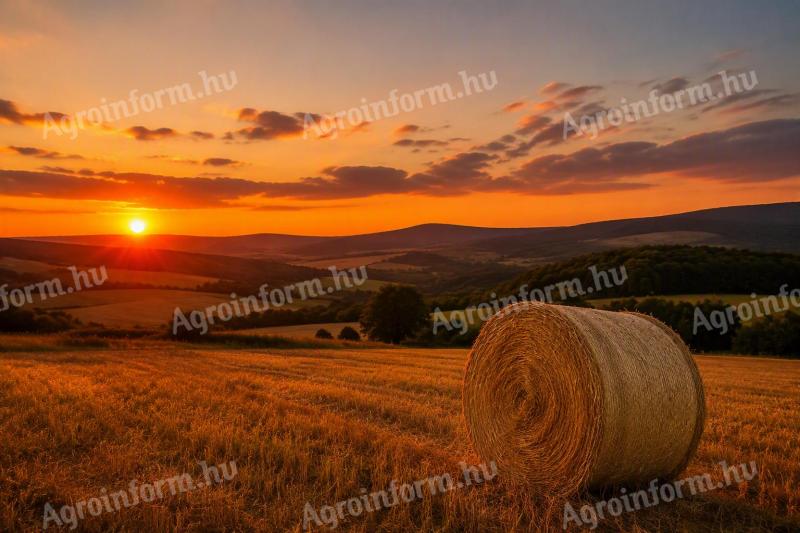 Zabszalma bála 125-ös