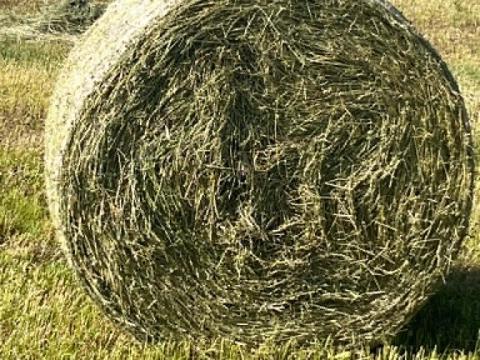 Lucerna bála eladó Lucerna bála eladó