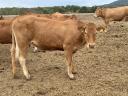 Limousin üszök eladók