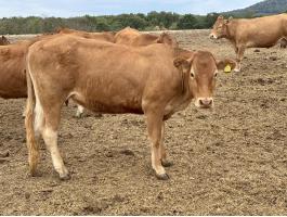Limousin üszök eladók