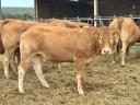 Limousin üszök eladók