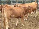 Limousin üszök eladók