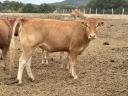 Limousin üszök eladók