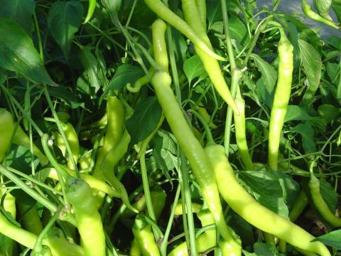 Pfefferóni édes és csípős paprika, valamint Jalapenó paprika eladó Pfefferóni édes és csípős paprika, valamint Jalapenó paprika eladó