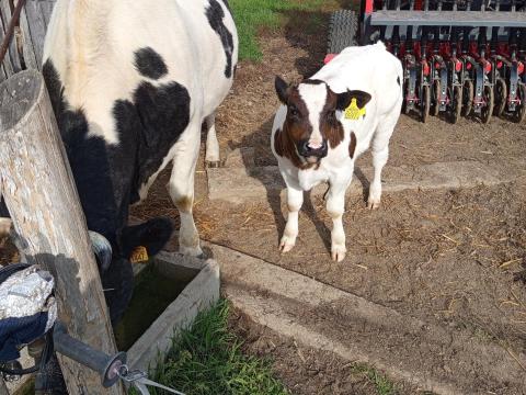 Holstein-fríz és kék belga keresztezett tehén eladó Holstein-fríz és kék belga keresztezett tehén eladó