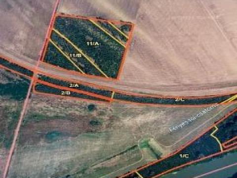 Rákócziújfalu külterültén 7,67 ha 27 éves nemesnyár-akác erő eladó Rákócziújfalu külterültén 7,67 ha 27 éves nemesnyár-akác erő eladó