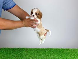 Törzskönyves Cavalier King Charles Spániel kiskutya