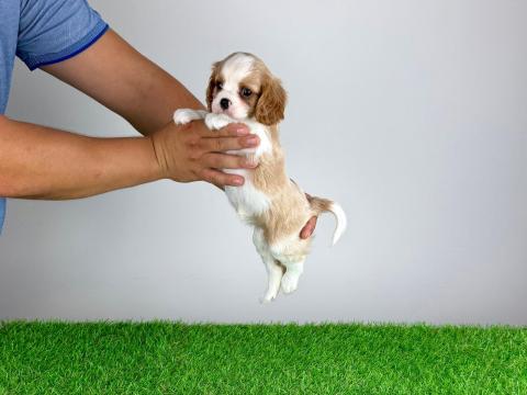 Törzskönyves Cavalier King Charles Spániel kiskutya