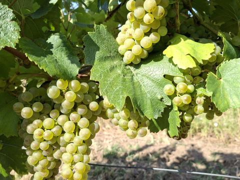 Chardonnay borszőlő Chardonnay borszőlő