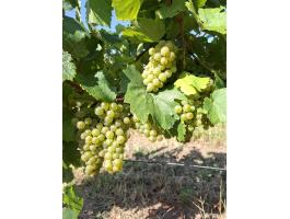Chardonnay borszőlő