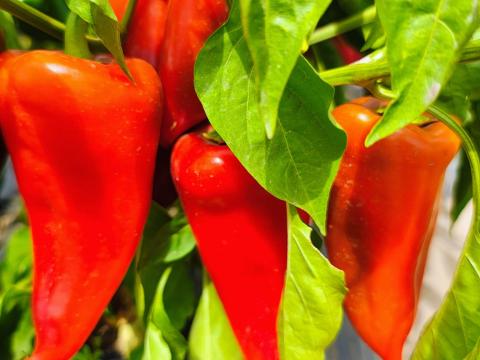 Friss kápia paprika közvetlenül a termelőtől Friss kápia paprika közvetlenül a termelőtől