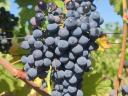Hozamkorlátozott kékoportó borszőlő Villány–Siklós, must, újbor, kékfrankos, cabernet franc is