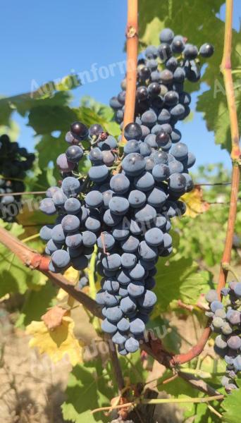 Hozamkorlátozott kékoportó borszőlő Villány–Siklós, must, újbor, kékfrankos, cabernet franc is