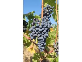 Hozamkorlátozott kékoportó borszőlő Villány–Siklós, must, újbor, kékfrankos, cabernet franc is