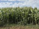 Drónos permetezés nagy területekre – 100 ha felett