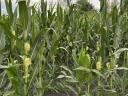 Drónos permetezés nagy területekre – 100 ha felett