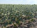 Drónos permetezés nagy területekre – 100 ha felett