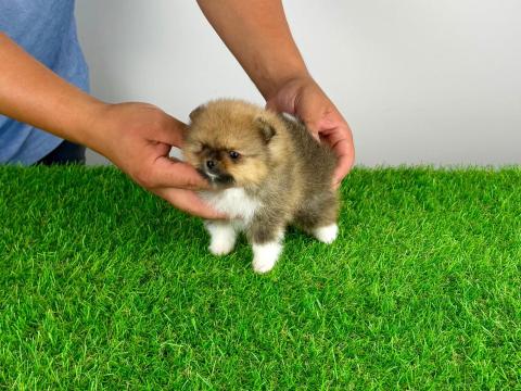 Törzskönyves Pomerániai törpespitz Pomi kiskutya Törzskönyves Pomerániai törpespitz Pomi kiskutya