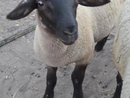 Suffolk bárányok eladók