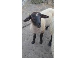 Suffolk bárányok eladók