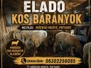 Eladó kos bárányok