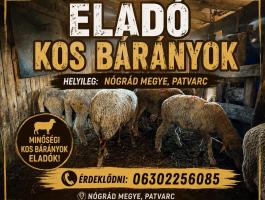 Eladó kos bárányok