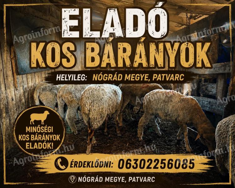 Eladó kos bárányok