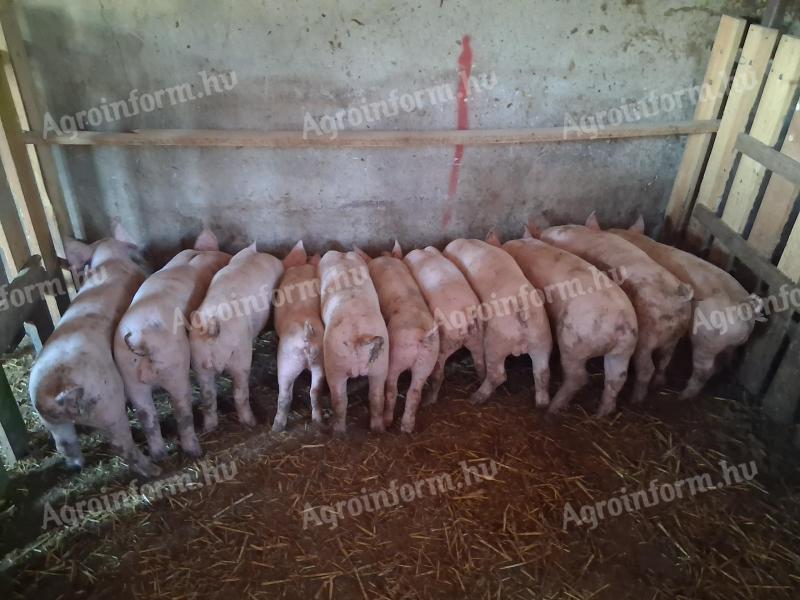 8 hetes választási malac eladó